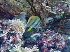 Chelmon rostratus