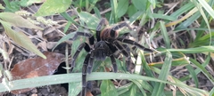 Sericopelma