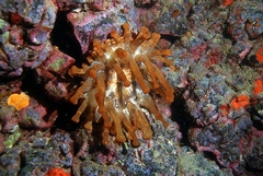 Telmatactis cricoides