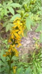 Agrimonia striata