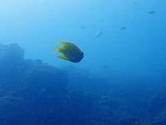 Amblyglyphidodon aureus