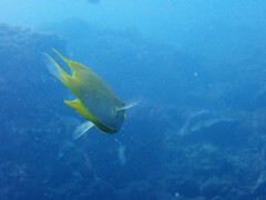 Amblyglyphidodon aureus