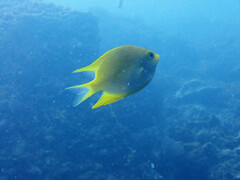 Amblyglyphidodon aureus