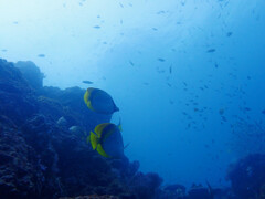 Chaetodon lineolatus