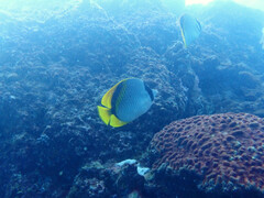 Chaetodon lineolatus