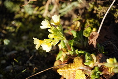 Primula elatior