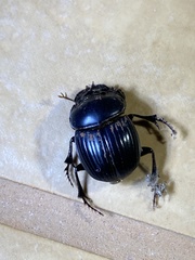 Coleoptera