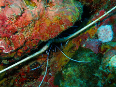 Panulirus versicolor