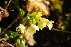 Primula elatior