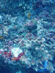 Callyspongia