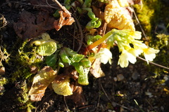 Primula elatior
