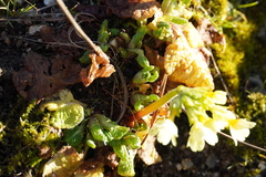 Primula elatior