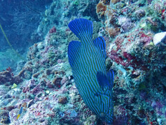 Cephalopholis formosa