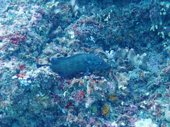 Cephalopholis formosa