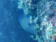 Cephalopholis formosa