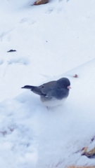 Junco