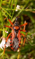 Rhynocoris