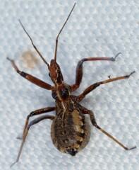 Rhynocoris