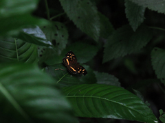 Anthanassa drusilla