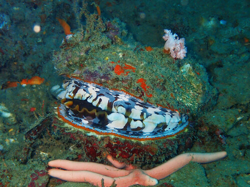 Giant thorny oyster — seen at this dive site