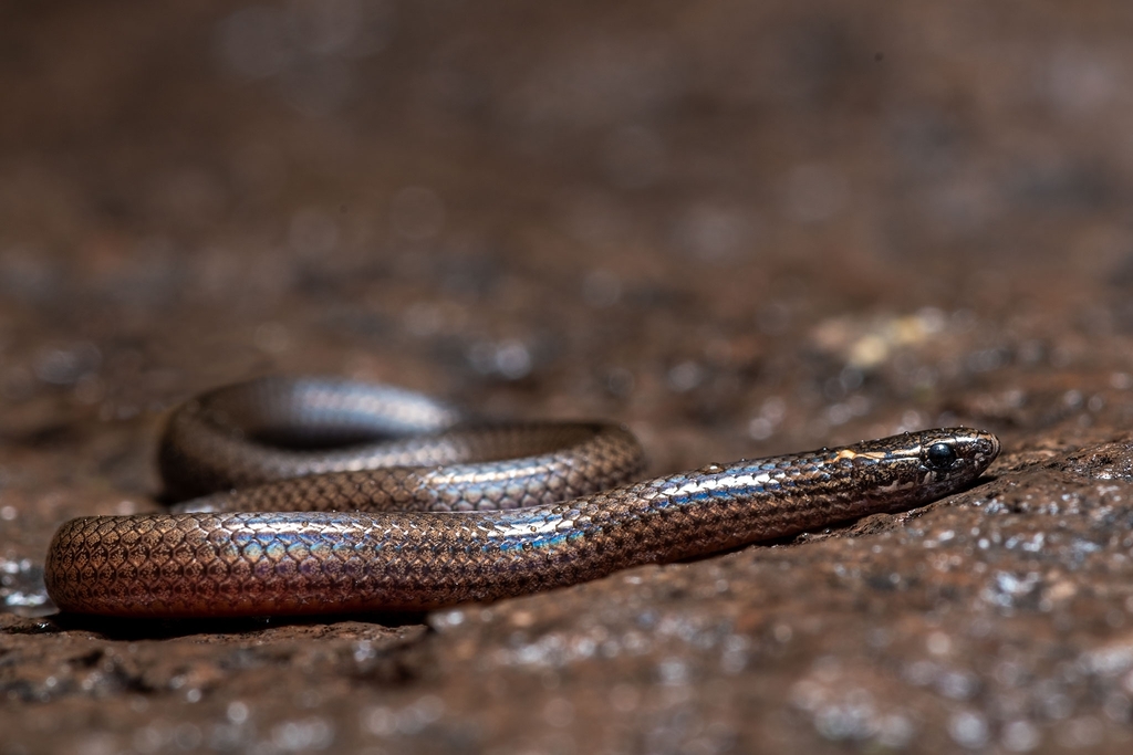 Ceboruco Centipede Snake