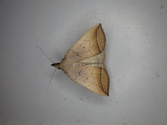 Simplicia armatalis