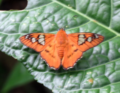 Myscelus epimachia