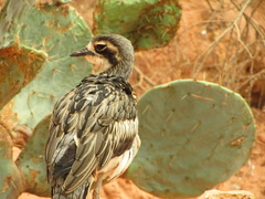 Burhinus