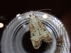 Heteromicta tripartitella