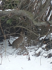 Sylvilagus floridanus