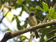 Empidonax flaviventris