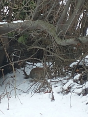 Sylvilagus floridanus