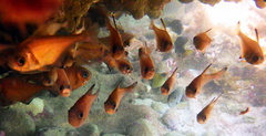 Pempheris klunzingeri
