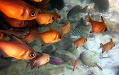 Pempheris klunzingeri