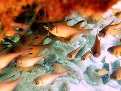 Pempheris klunzingeri