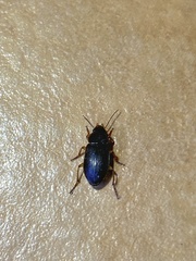 Coleoptera