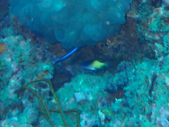 Chrysiptera rollandi