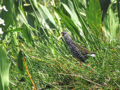 Pardirallus maculatus