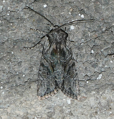 Lacinipolia sareta
