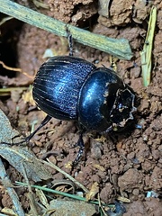 Coleoptera