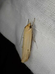 Philobota protecta