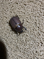 Scarabaeidae