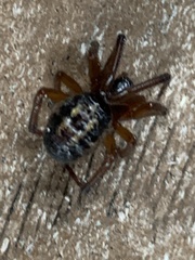 Steatoda nobilis