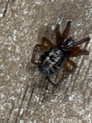 Steatoda nobilis