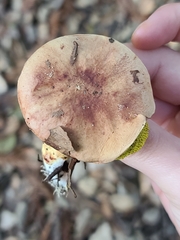 Aureoboletus flaviporus