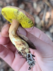 Aureoboletus flaviporus