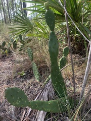 Opuntia austrina