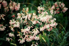 Epacris impressa