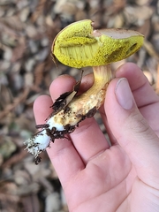 Aureoboletus flaviporus
