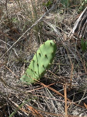 Opuntia austrina